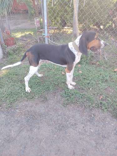 Sabueso 100% puro - Imagen 2