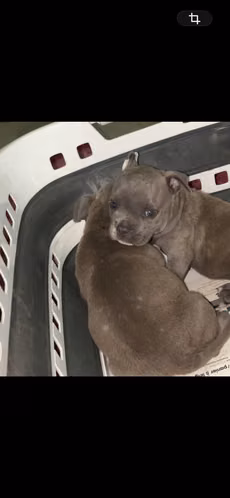 American bully