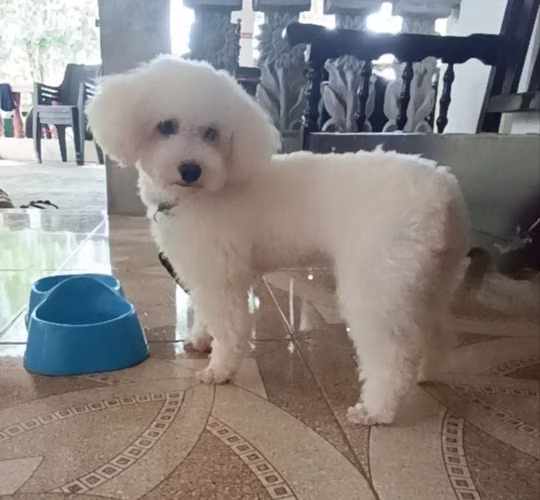 Poodle French busca novia