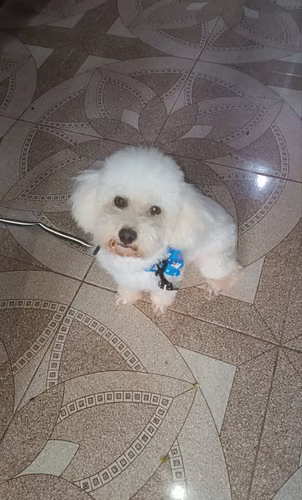 Poodle French busca novia