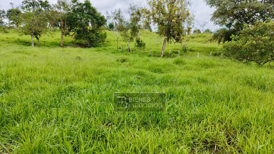 Finca en Chiriquí, Bugaba, 5.3 hectáreas en Bongo - Imagen 3