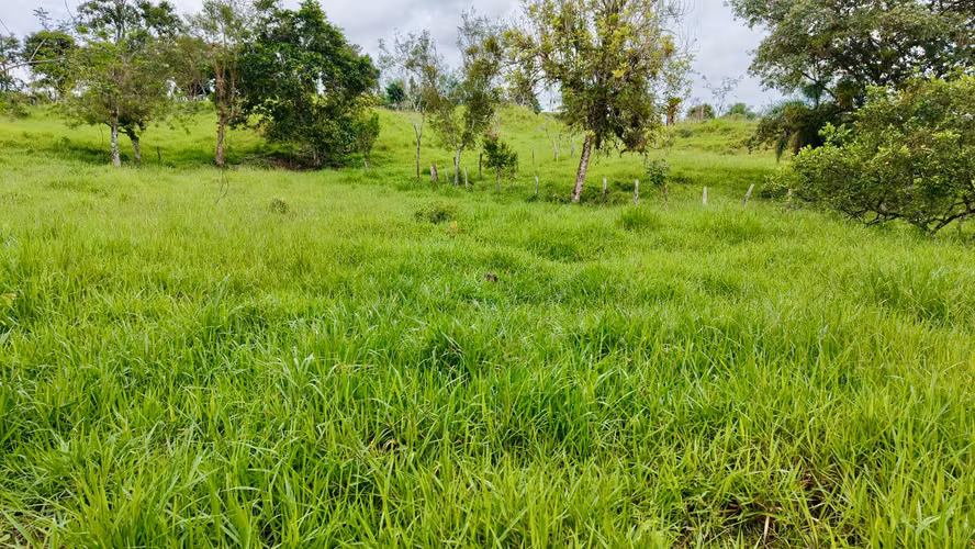 Finca en Chiriquí, Bugaba, 5.3 hectáreas en Bongo - Imagen 7