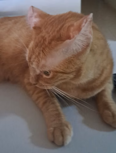 Doy en adopción a gata de 3 años. Estirilizada y acostumbrada a arenero.