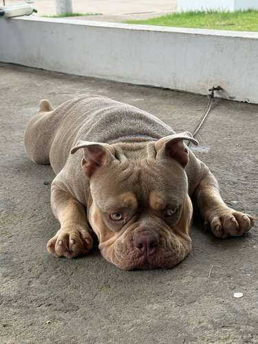 American Bully - Imagen 3