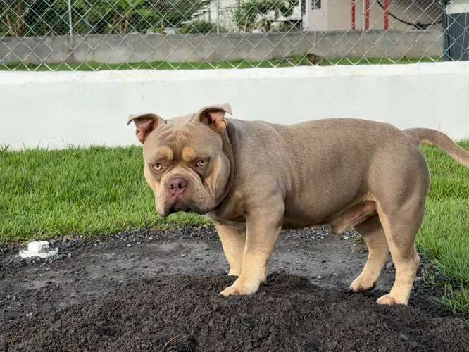 American Bully - Imagen 1