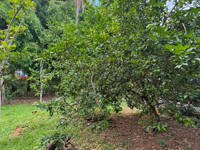 Casa para Remodelar con Terreno de 1,000 m² | Villa Cecilia - Imagen 5