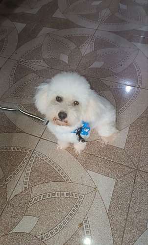 Poodle 