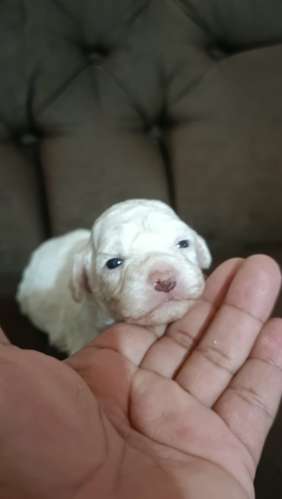 Poodle 