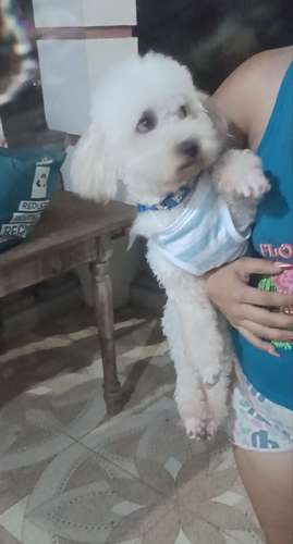 Poodle 