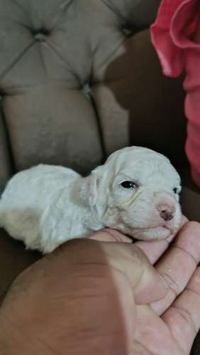Poodle Mini