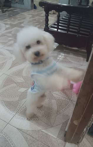 Poodle 