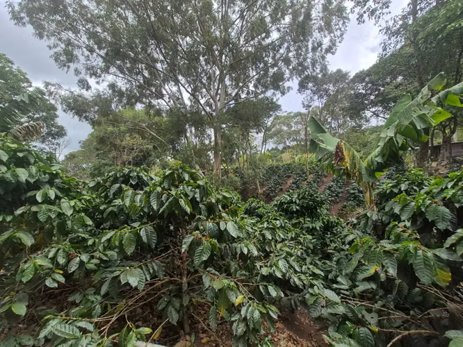 Venta Finca Cafetalera