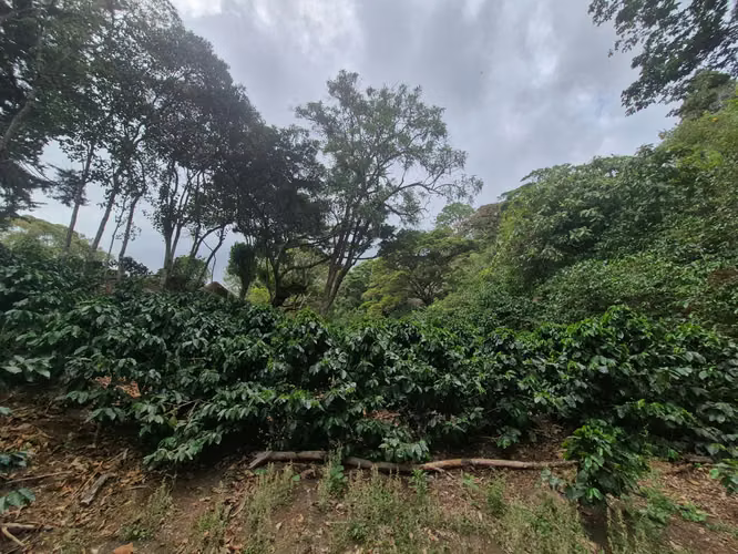 Venta Finca Cafetalera