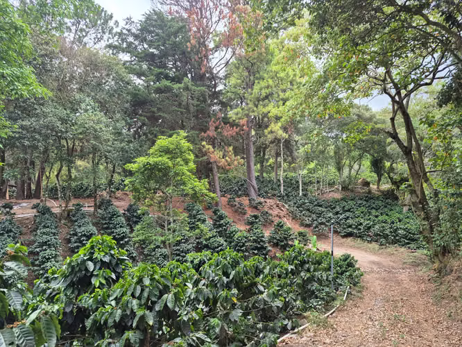 Venta Finca Cafetalera