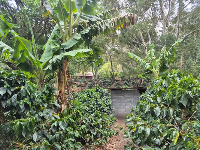 Venta Finca Cafetalera