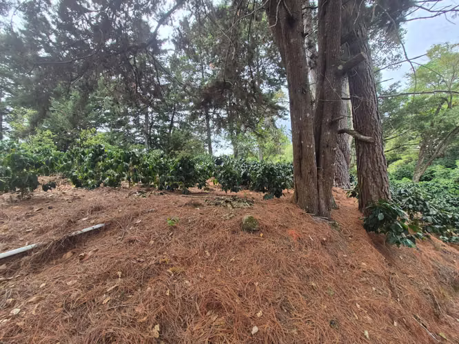 Venta Finca Cafetalera