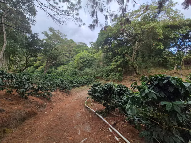 Venta Finca Cafetalera
