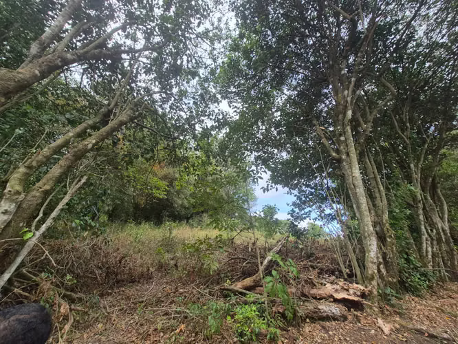 Venta Finca Cafetalera