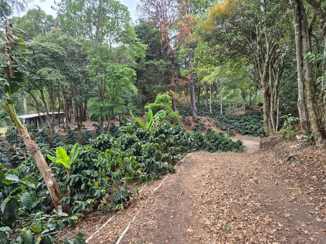 Venta Finca Cafetalera