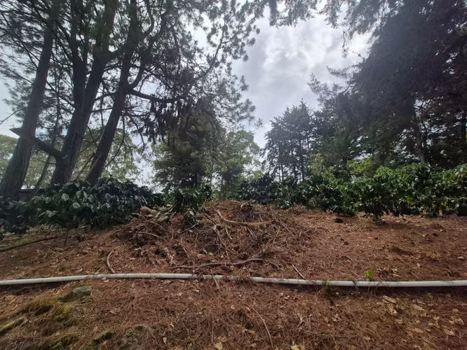 Venta Finca Cafetalera
