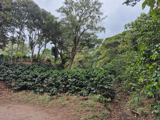 Venta Finca Cafetalera