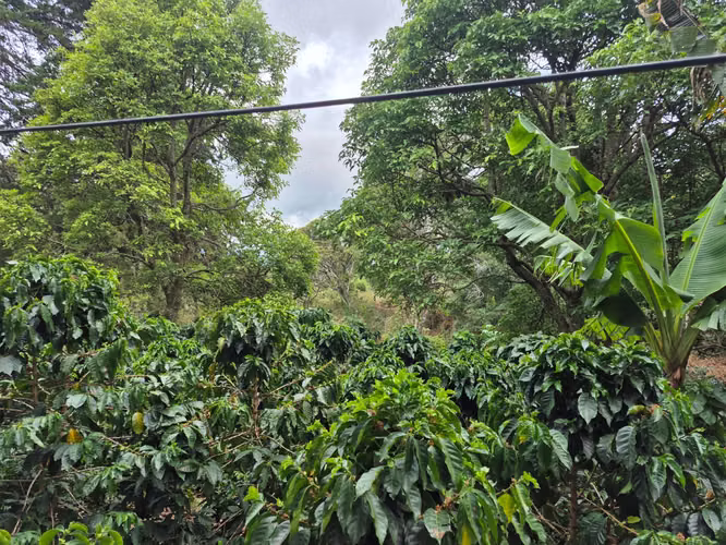 Venta Finca Cafetalera