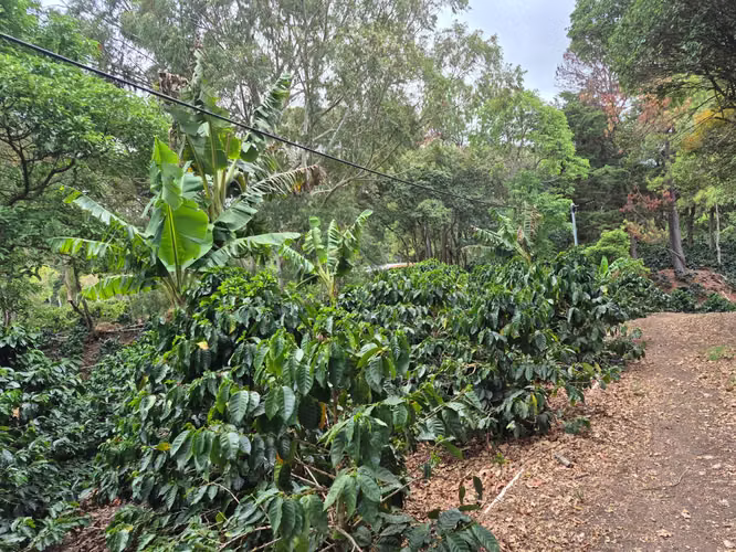 Venta Finca Cafetalera