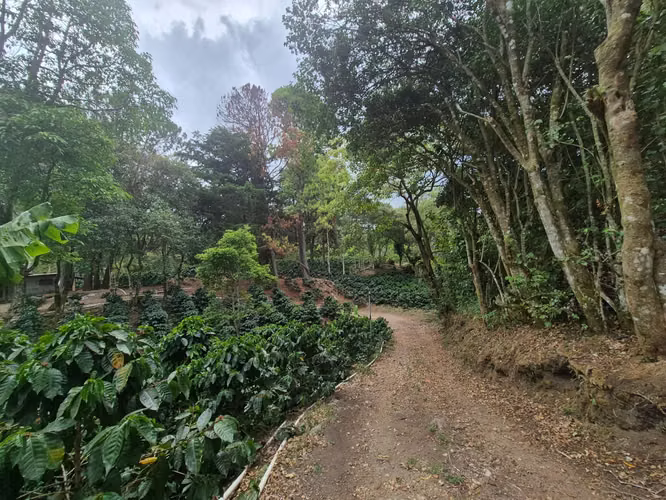 Venta Finca Cafetalera