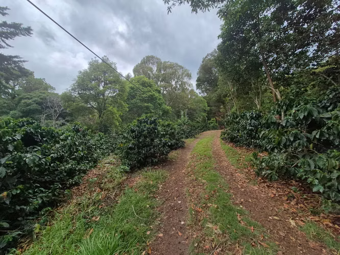 Venta Finca Cafetalera