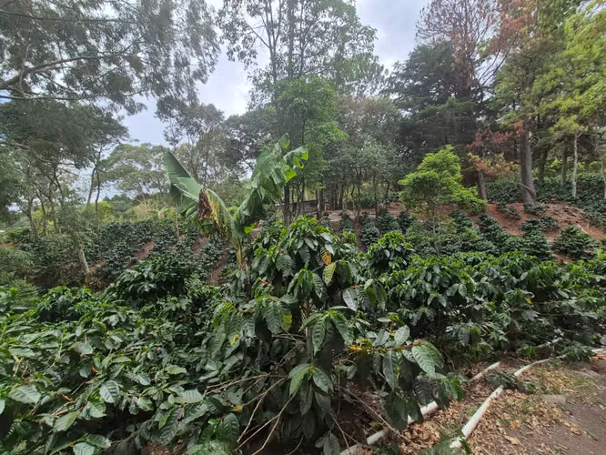 Venta Finca Cafetalera