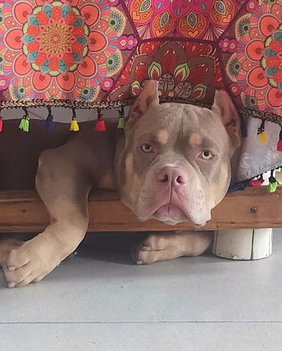 American bully  - Imagen 4