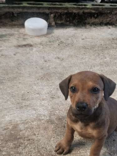 Cachorros  rottweiler con criollo