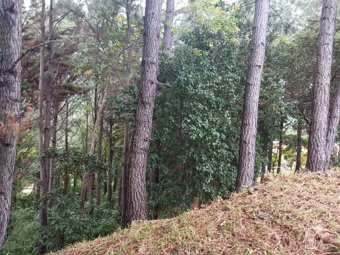 Hermoso Lote en venta -Granada Residencial, Altos del Maria - Imagen 5