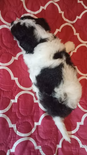 VENDO HERMOSO CACHORRO FRESPODLE - Imagen 6