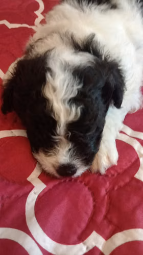 VENDO HERMOSO CACHORRO FRESPODLE - Imagen 1