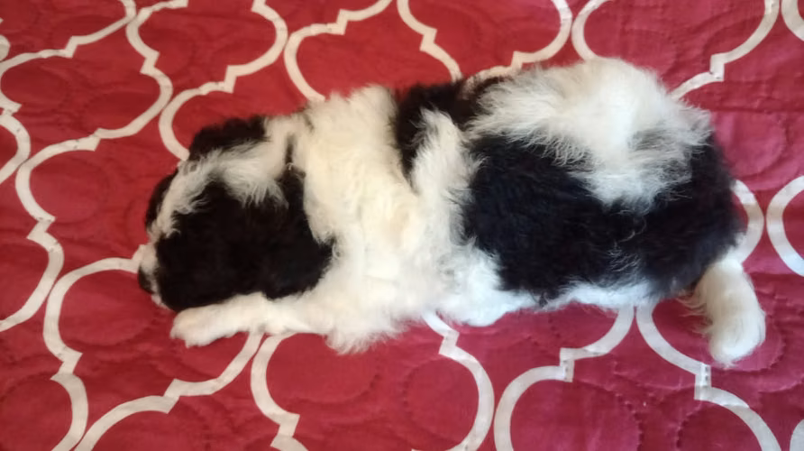 VENDO HERMOSO CACHORRO FRESPODLE - Imagen 5
