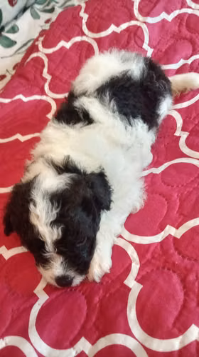 VENDO HERMOSO CACHORRO FRESPODLE - Imagen 2