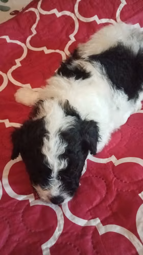 VENDO HERMOSO CACHORRO FRESPODLE - Imagen 7