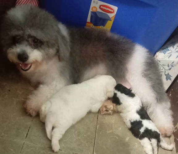 VENDO HERMOSO CACHORRO FRESPODLE - Imagen 11