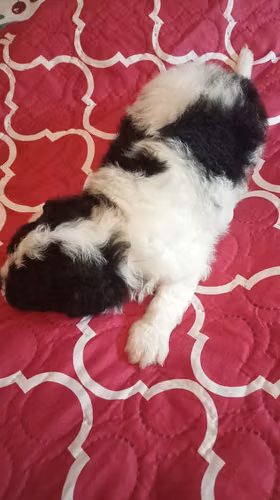 VENDO HERMOSO CACHORRO FRESPODLE - Imagen 3