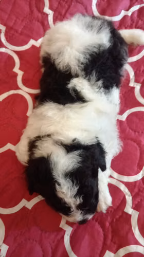 VENDO HERMOSO CACHORRO FRESPODLE - Imagen 4