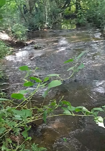 $360,000 SE VENDE ESPECTACULAR FINCA DE 17 HECTAREAS EN CALOBRE - Imagen 12
