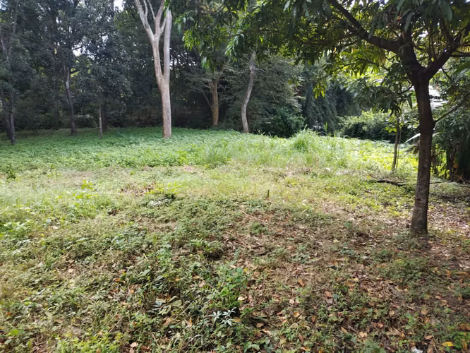 TERRENO TITULADO EN VENTA – VÍA PENONOMLA PINTADA, COCLÉ