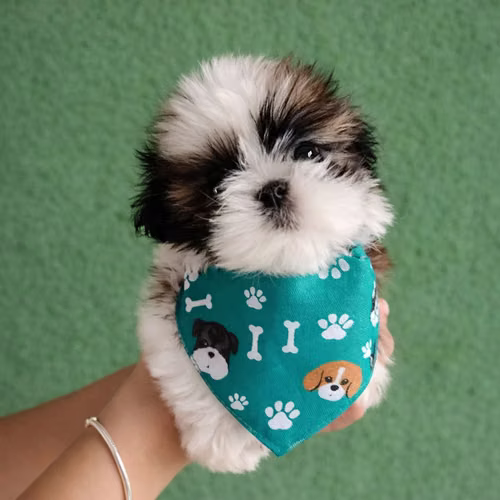 Ejemplares Shih tzu machitos y hembritas disponibles  - Imagen 12