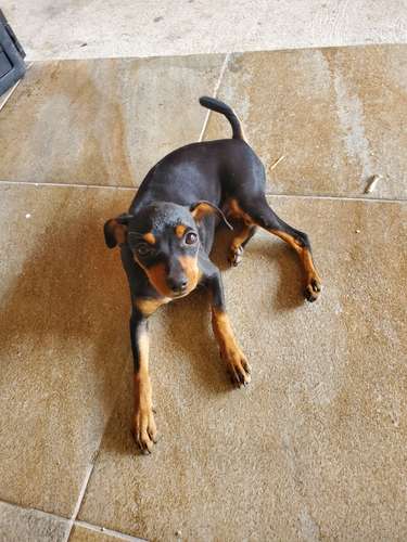 FREE - 3 month old Miniature Pinschers (already spayed)