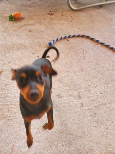 FREE - 3 month old Miniature Pinschers (already spayed)
