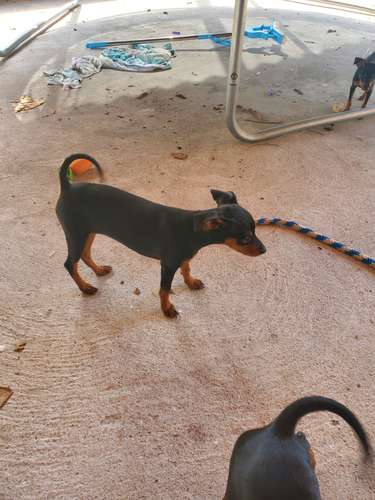 FREE - 3 month old Miniature Pinschers (already spayed)