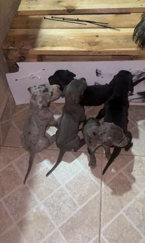 Cachorros Gran Danés