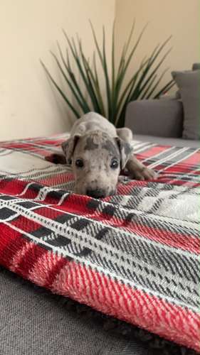 Cachorros Gran Danés