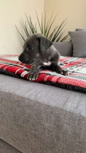 Cachorros Gran Danés